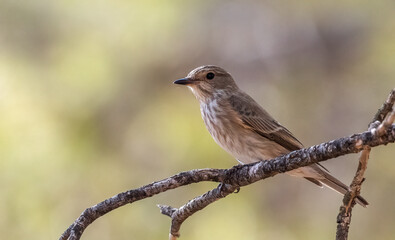 Spotted flycatcher The spotted flycatcher (Muscicapa striata) perching a dead branch