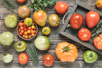 Variety of multicolored untreated tomatoes ripe and not ripe on a rustic wooden table, top view