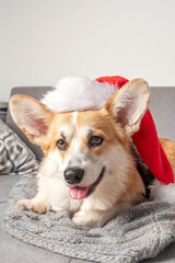 Welsh Corgi puppy with red christmas hat