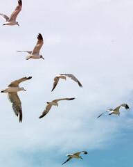 seagulls in flight