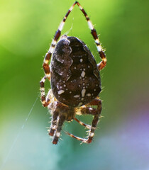 An ordinary cross made a web.