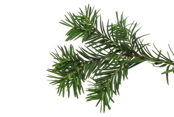 Christmas tree, pine branch isolated on white with clipping path