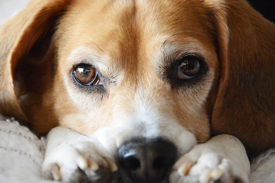 Close Up of a Beagle Face and Paws