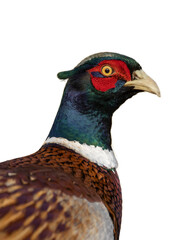 headshot of a male common pheasant, Phasianus colchicus, png 