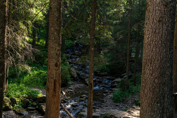 Fototapeta premium Stream in the forest. dense untouched forest with a river