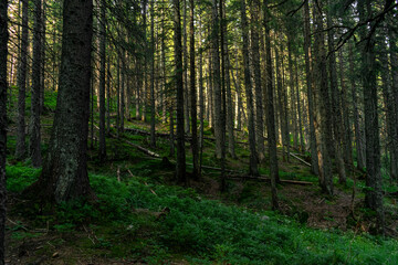 dense coniferous forest. beautiful forest background