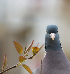 Wood pigeon looks over the balcony railing