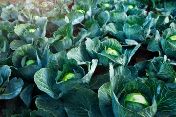 Field with white cabbage at the farm, sunset.