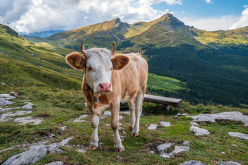 Fototapeta na wymiar Calf at Kleine Scheidegg