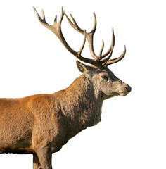 isolated red deer stag png