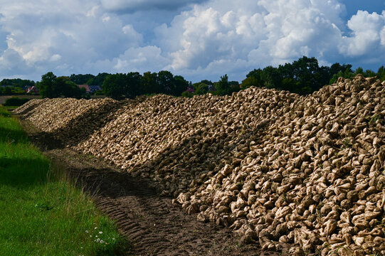 Zuckerr&uuml;ben auf einem Feld gestapelt, Zuckerr&uuml;ber fertig zum Transport, Zuckerr&uuml;benernte