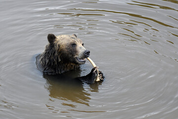 Grizzly Bear chewing a bone while taking a bath in  a pond
