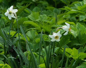 Beautiful white flowers of daffodil (narcissus poeticus)