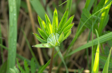 Young green lupin (Lupinus) leaves with water drops.