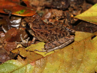 Craugastor frog from the Osa Peninsula of Costa Rica