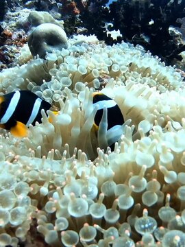 Clarks Anemonenfisch / Clownfisch im indischen Ozean Malediven