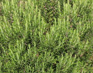 green rosemary leaves a typical aromatic plant of the Mediterranean area used in recipes
