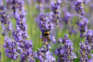 Big insect pollinator Bumblebee sucking from fragrant lavender flowers