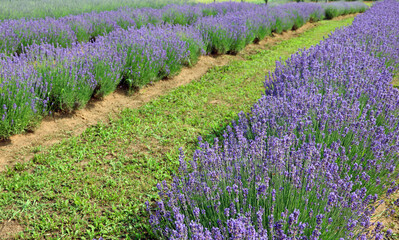lavender flower bushes in the cultivated field for the production of perfumes and essential oils