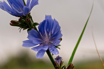 Niebieski kwiat cykorii podróżnik ( cichorium intybus ) z kroplami deszczu na płatkach na tle szarego nieba . 