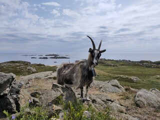 goat on the mountain