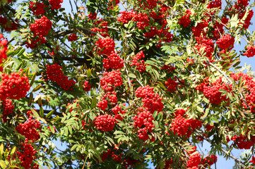 Tree with red berries called Sorbus aucuparia or commonly rowan - obrazy, fototapety, plakaty