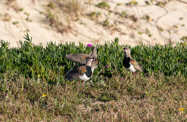 Photograph of a Southern lapwing. 