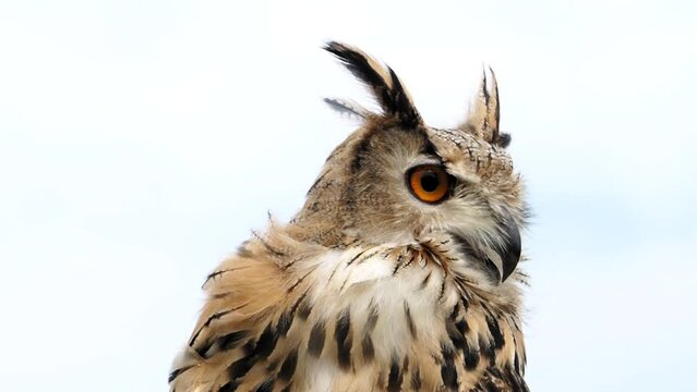 Ein Uhu als Portrait gefilmt dreht den Kopf von vorne nach hinten, slow motion, mehrere Szenen, Bubo bubo