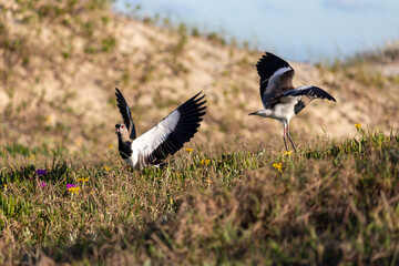 Photograph of a Southern lapwing. The bird was found on the beach of Xangri-lá, in Rio Grande do Sul, Brazil.