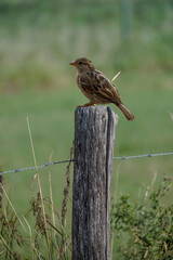 House Sparrow (Passer domesticus) sitting on the fence on an autumn morning
