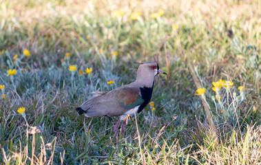Photograph of a Southern lapwing. The bird was found on the beach of Xangri-lá, in Rio Grande do Sul, Brazil.