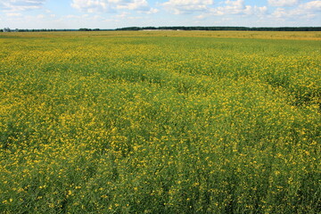 Fototapeta premium A blooming field of rapeseed on agricultural land in the countryside, a summer landscape against a blue sky.