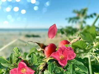 hip roses bush green leaves and petal on beach white sand blue sky Baltic sea 
