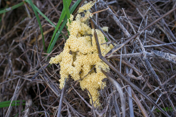 Mucilago crustacea, dog sick slime mould