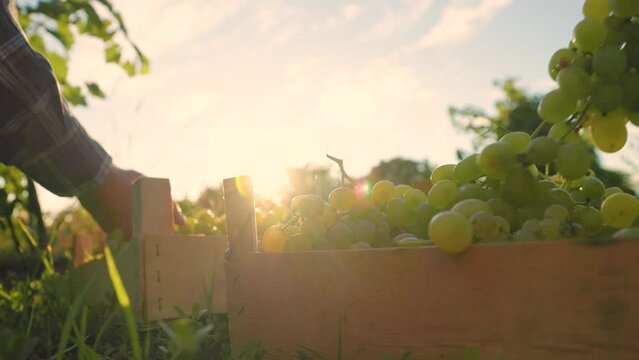 Front view unrecognizable vineyard winegrower worker neatly stack grapes boxes on the ground hot sunbeams peep through the bunches. Male farmers carefully touch the berries. Background light blue sky.