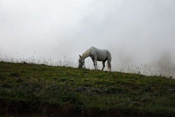 White horse grazes on the field