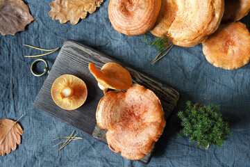 Fresh edible Lactarius deliciosus mushrooms on a wooden chopping board. Seasonal cuisine.
