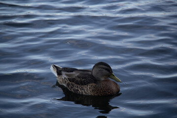 duck in water