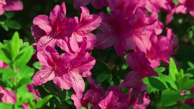 Pink azalea blossom waving in the wind among green laves. Beautiful flowers background on a summer day.