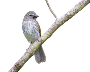 Streaked Saltator (Saltator striatipectus). Bird perched on a diagonal branch