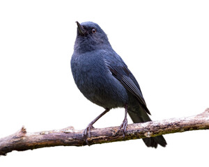 Male White-sided Flowerpiercer (Diglossa albilatera). Small black bird resting on a branch