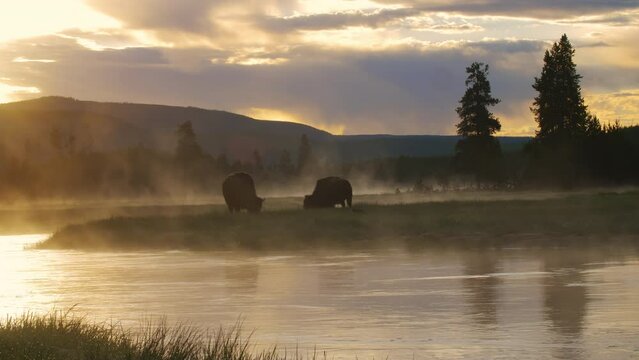 Bisons graze in the green meadow of Yellowstone National Park during a colorful purple and yellow majestic foggy sunrise silhouetting the bison 