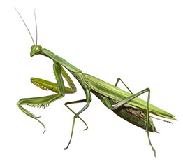  Mantis religiosa