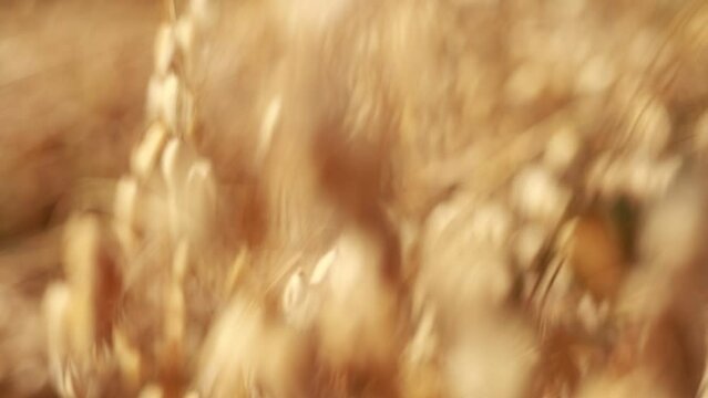 Close-up of ripe golden ears rye, oat or wheat swaying in the light wind in field. The concept of agriculture. The wheat field is ready for harvesting. The world food crisis