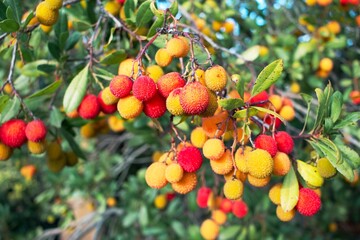 Red and orange leeches 