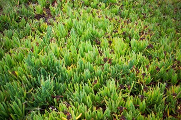 grass background