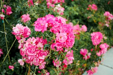 Naklejka na ściany i meble pink flowers in a garden