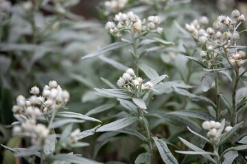 Triple veined pearly everlasting, Anaphalis triplinervis