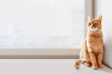 Curious ginger cat sits on window sill. Fluffy pet at home. Domestic animal on horizontal banner...