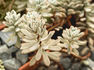 Close up photo of Echeveria on blurred background of collection of different succulent plants. Botanical hobby or cultivation for hybridization.